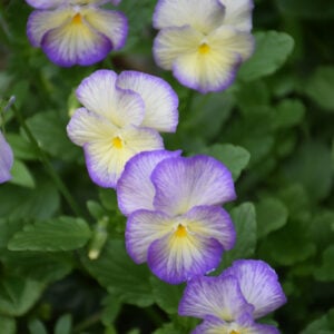 Viola – Etain – #1 Container