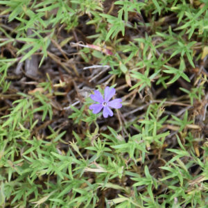 Phlox – Violet Pinwheels – #1 Container