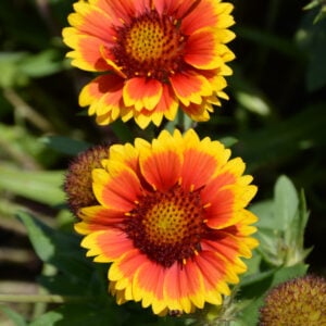 Gaillardia – Arizona Sun – #1 Container