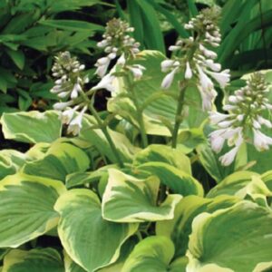 Hosta – Tambourine – #1 Container