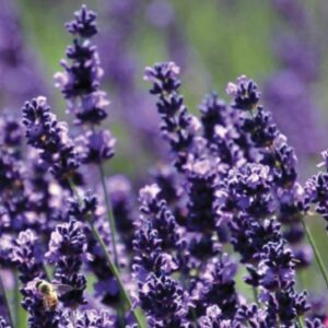 Lavandula X Intermedia – Sensational!® – #1 Container