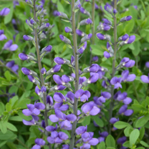 Baptisia – Australis – #1 Container