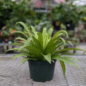 Asplenium nidus - Bird's Nest Fern