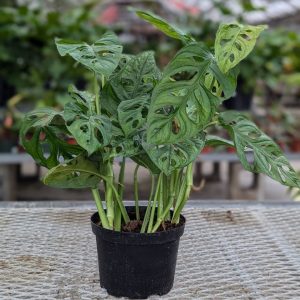 Monstera Adansonii – Swiss Cheese Vine – 6″ Pot