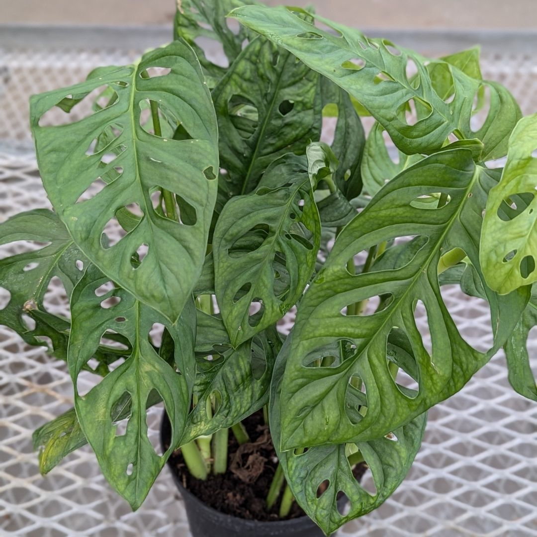 Monstera Adansonii - Swiss Cheese Vine - 6" Pot | Mahoney's Garden Center