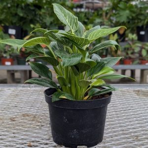 Philodendron – Birkin – 6″ Pot