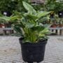 Philodendron – Birkin – 6″ Pot
