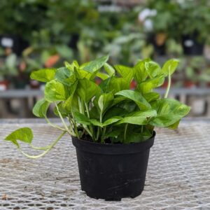 Pothos (Epipremnum aureum) - Global Green