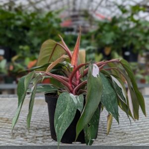 Philodendron - Pink Princess