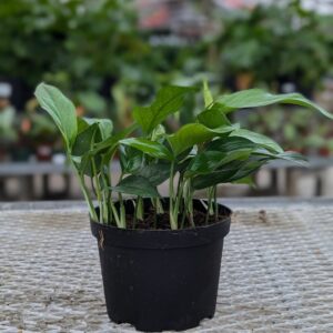 Pothos (Epipremnum pinnatum) - Baltic Blue