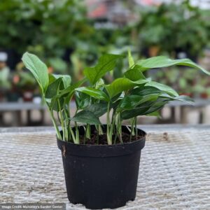 Pothos (Epipremnum pinnatum) – Baltic Blue – 6″ Pot