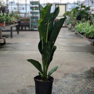 Dieffenbachia - Crocodile