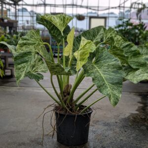 Philodendron - Giganteum Variegated