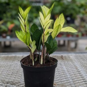 ZZ Plant (Zamioculcas zamiifolia) - Chameleon