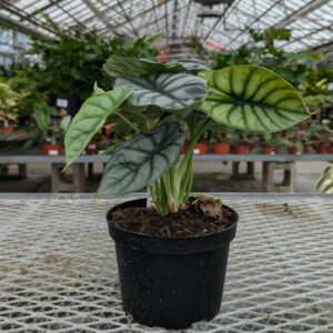 Alocasia - Silver Dragon