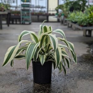 Dracaena - White Aspen