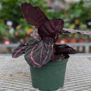 Calathea - Dottie