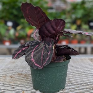 Calathea – Dottie – 6″ Pot