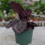Calathea – Dottie – 6″ Pot
