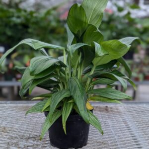 Pothos (Epipremnum amplissimum) - Silver Streak