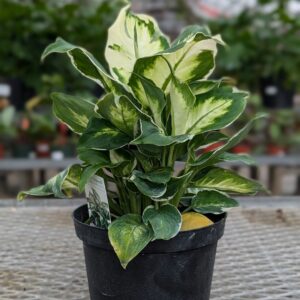 Dieffenbachia – Cool Beauty – 6″ Pot