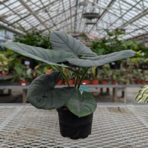 Alocasia reginae – Silver Velvet – 6″ Pot