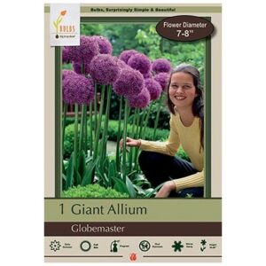 Allium – Globemaster – 1 Bulb Pack