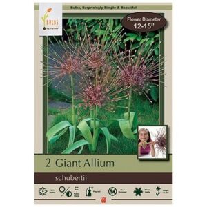 Allium Schubertii – 2 Bulb Pack