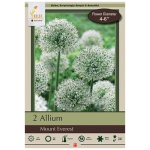 Allium Stipitatum – Mount Everest – 2 Bulb Pack