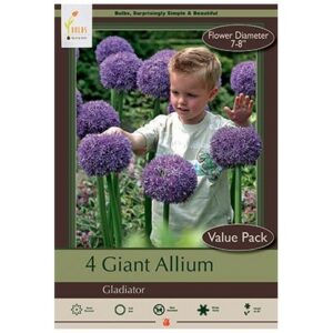 Allium – Gladiator – 5 Bulb Value Pack