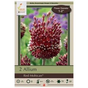 Allium Amethystinum – Red Mohican – 2 Bulb Pack