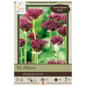 Allium – Atropurpureum – 10 Bulb Pack