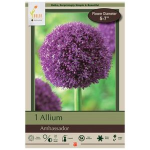 Allium – Ambassador – 1 Bulb Pack