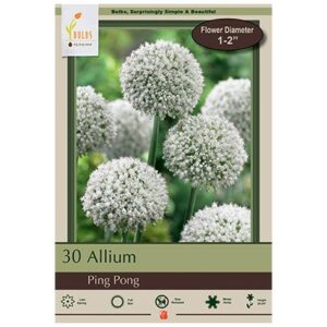 Allium Ampeloprasum – Ping Pong – 30 Bulb Pack