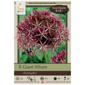 Allium Christophii – 8 Bulb Pack
