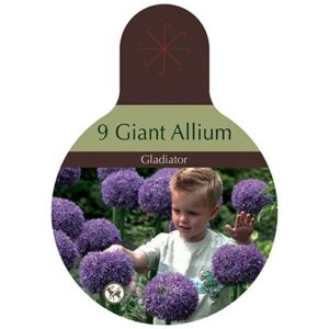 Allium – Gladiator – 9 Bulb Pack