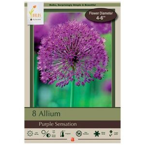 Allium – Purple Sensation – 8 Pack