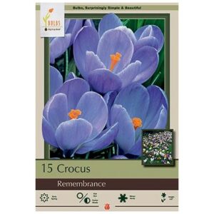 Crocus Vernus – Remembrance – 12 Pack