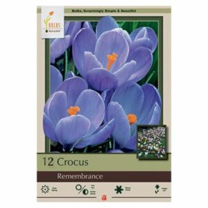 Crocus Vernus – Remembrance – 12 Bulb Pack