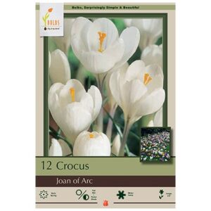 Crocus Vernus – Joan of Arc – 12 Bulb Pack