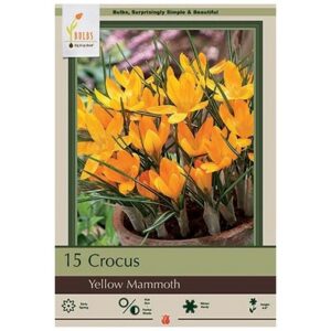 Crocus Flavus – Yellow Mammouth – 12 Bulb Pack