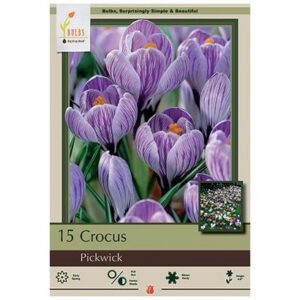 Crocus Vernus – Pickwick – 12 Bulb Pack