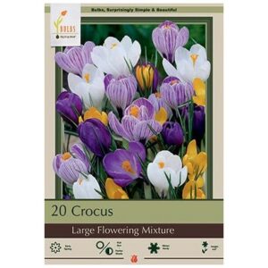 Crocus Large Mix – 15 Bulb Pack