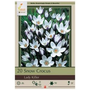 Crocus Chrysanthus – Lady Killer – 10 Bulb Pack