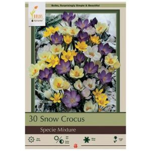 Crocus Specie Mix – 18 Bulb Pack