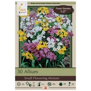 Allium – Small Flowering Mix – 30 Bulb Pack