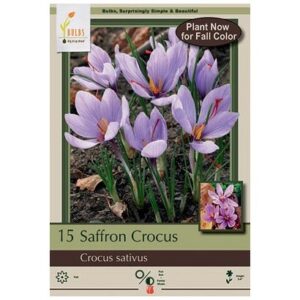 Saffron Crocus – Crocus Sativus – 15 Bulb Pack