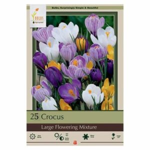 Crocus Large Mix – 25 Bulb Value Pack