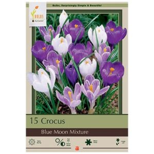 Crocus Vernus – Blue Moon Mix – 15 Bulb Pack