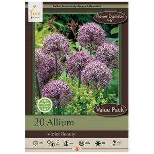 Allium Stipitatum – Violet Beauty – 20 Bulb Value Pack